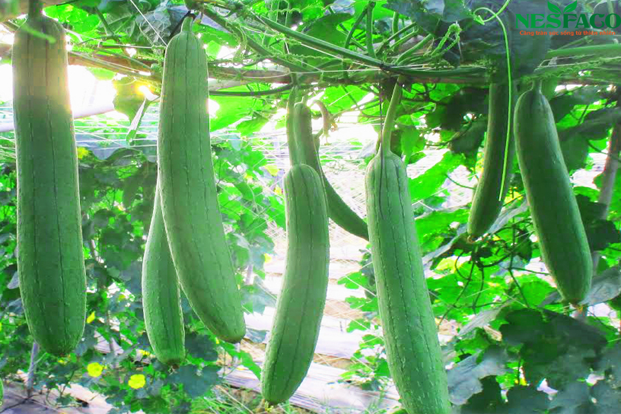 Mướp hương