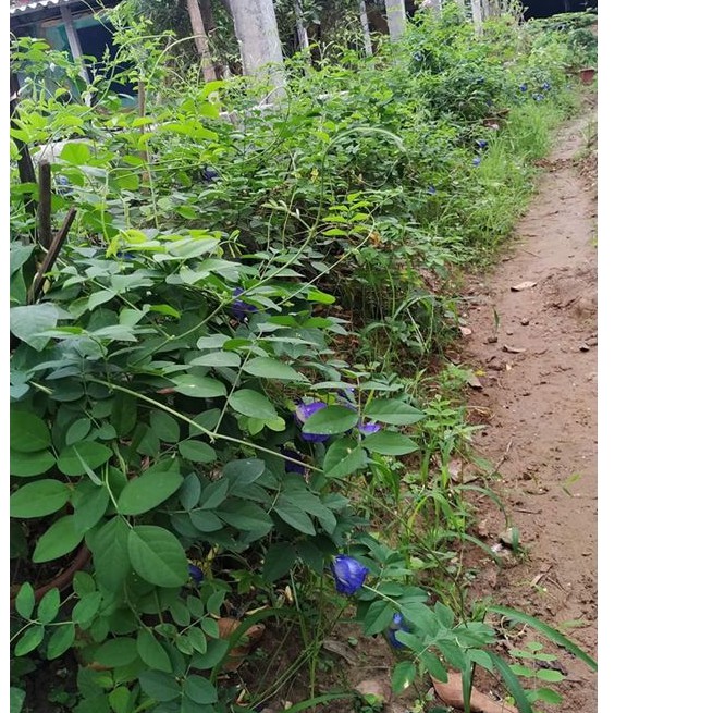 HẠT GIỐNG HOA ĐẬU BIẾC