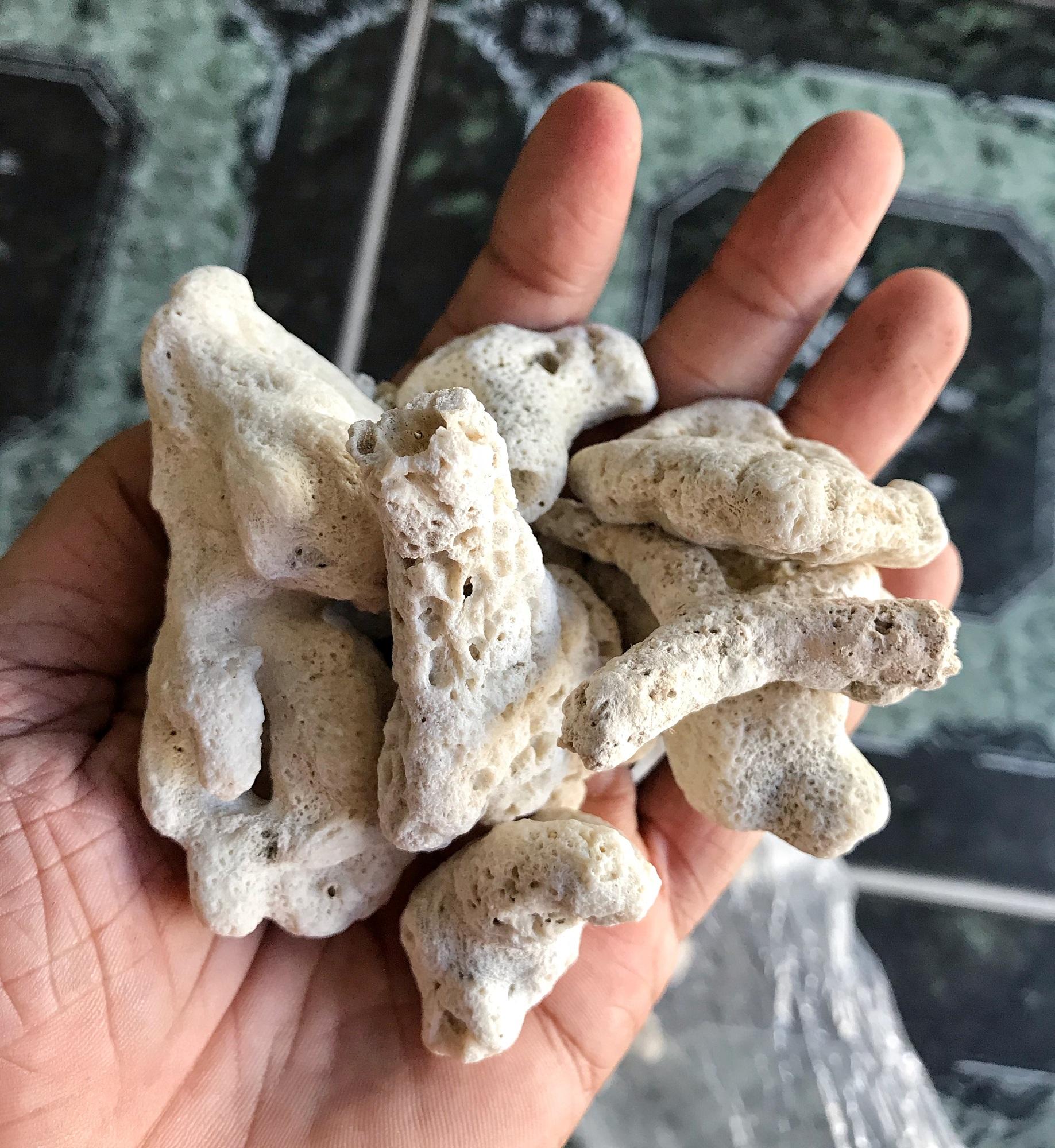 "hoàn tiền đến 10%" đá san hô trang trí hồ cá non bộ 800g