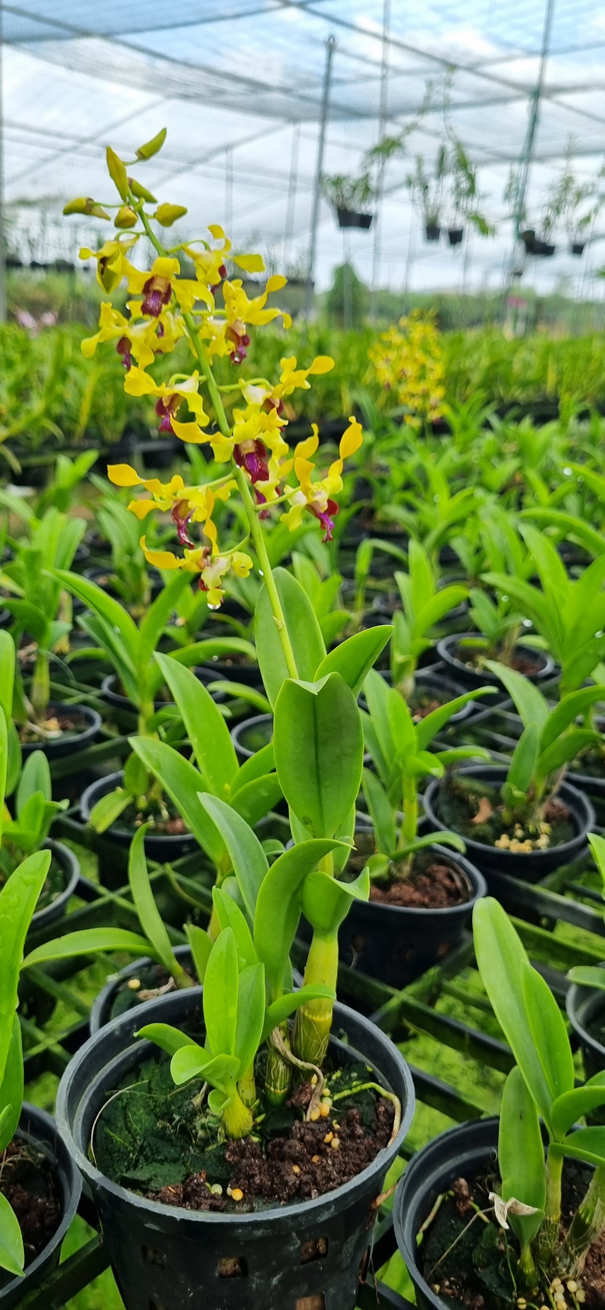 HOA LAN SING VÀNG ĐỎ