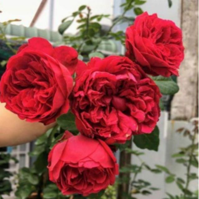 [ Xả - Cắt Lỗ ] Hoa Hồng Leo Red Eden