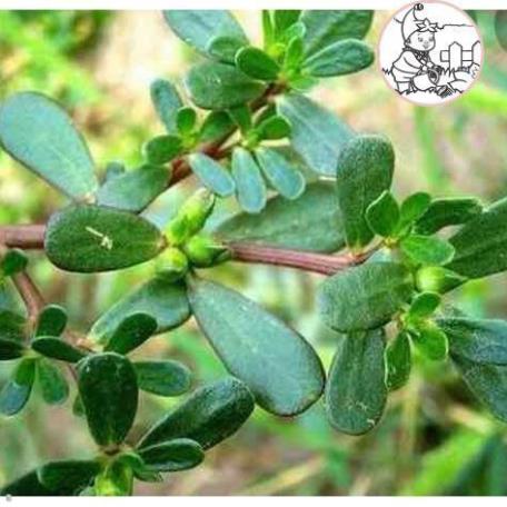 HẠT RAU SAM, RAU SAM - GÓI 2 GRAM
