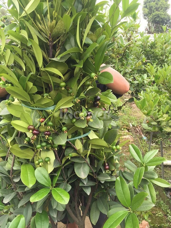 Cây giống Cherry Brazin Tứ Quý (Cherry nhiệt đới ra trái quanh năm)