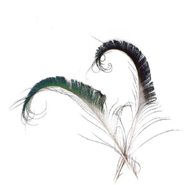 Lông Công RIA 30cm ♈trang trí ,chiêu tài phong thủy