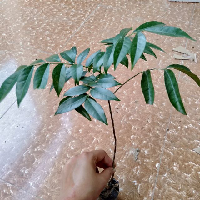 Cây giống Lá Mắc Mật Cao 20-35cm - Cây Dược Liệu + Tặng kèm 1 chè xanh, 1 cây quyế