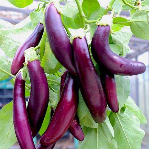 Hạt Giống Cà Tím dài cao sản ( gói 0,5gram ) - Dễ Trồng, Siêu Quả