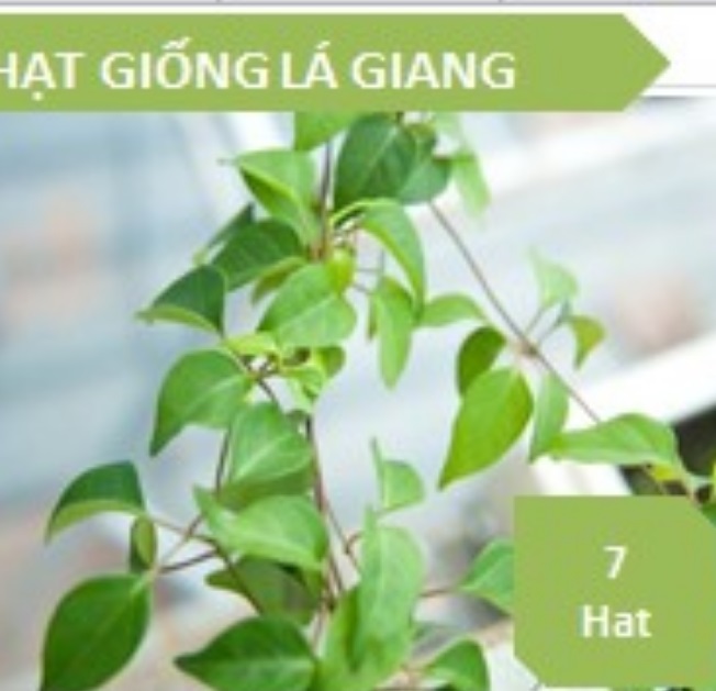 Hạt giống cây Lá giang