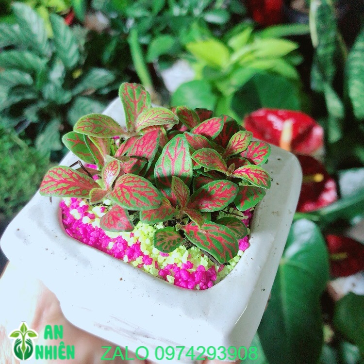 Chậu cây cẩm nhung màu cam