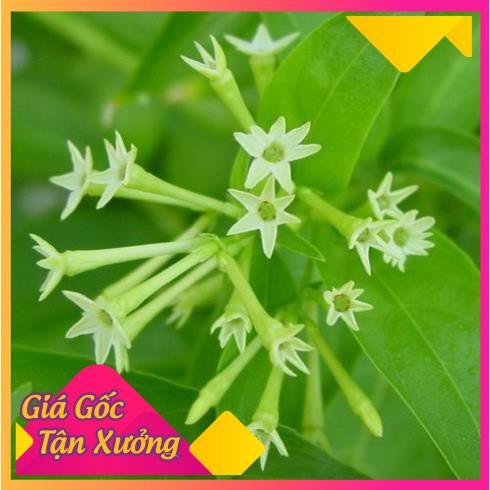 [HCM]Khu Vườn Hạt Giống Dạ Lai Hương .