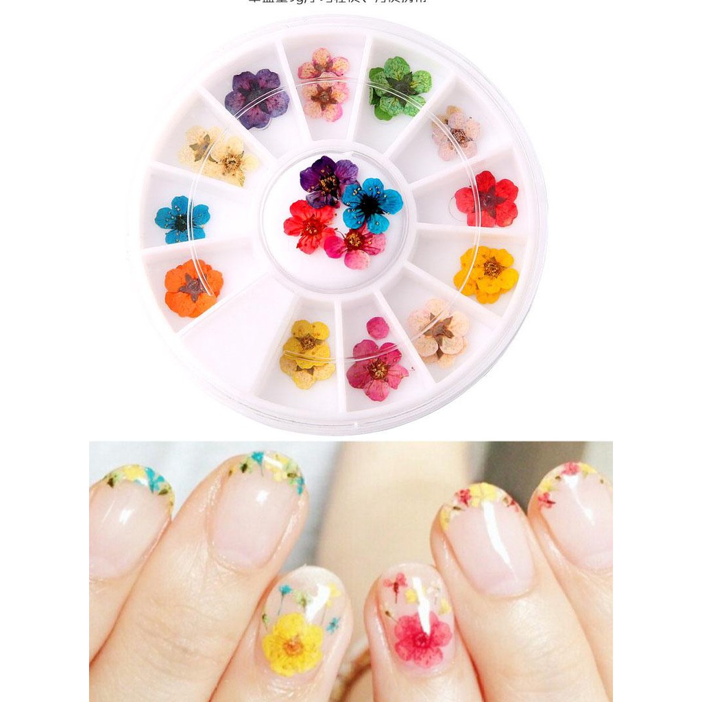 Khay 12 loai Hoa khô trang trí móng 3D