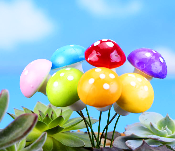 Cây Nấm Mini Dùng trang trí tiểu cảnh sân vườn, terrarium