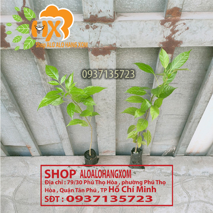 cây kèn hồng cây giống -combo 5 cây