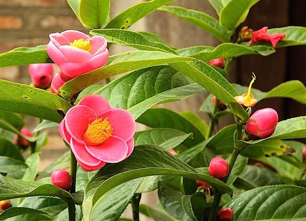 Hạt Giống Hoa Hải Đường - 1 gói 10 hạt - ( TẶNG gói kích thích hỗ trợ hạt nảy mầm)