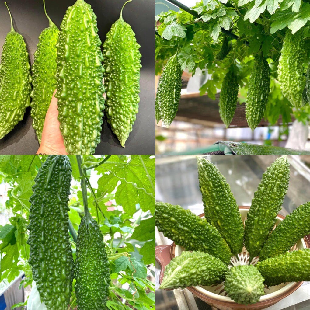 Hạt giống Mướp đắng rừng (Khổ qua rừng) - Gói 15 hạt