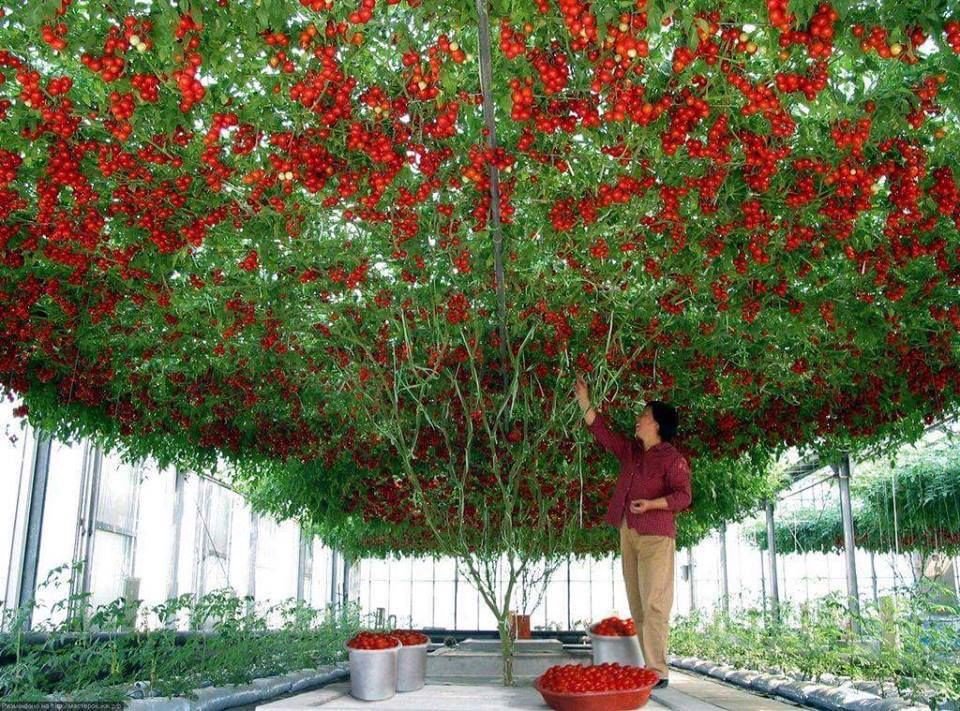 Hạt giống cà chua leo giàn (cà chua bạch tuộc) F1