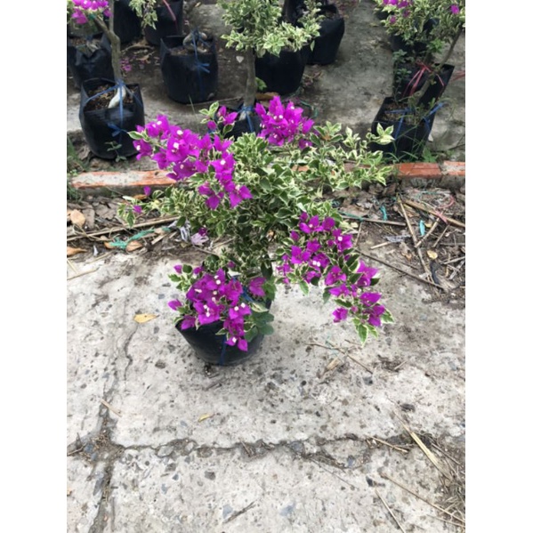 Bông giấy cẩm thạch