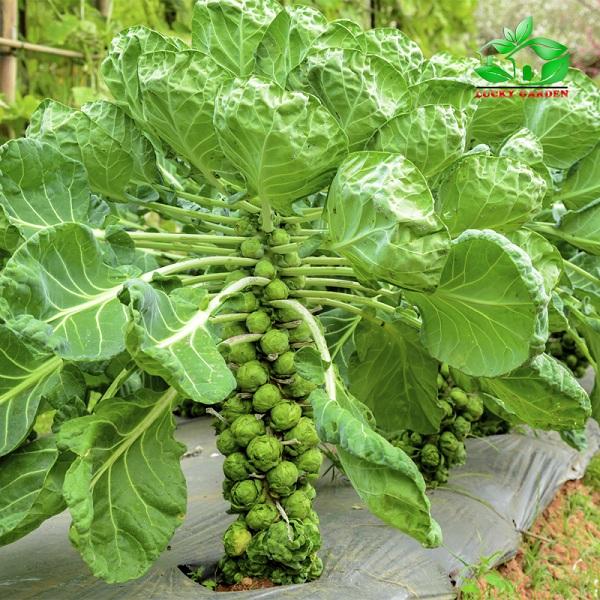 Hạt giống rau bắp cải tí hon xanh
