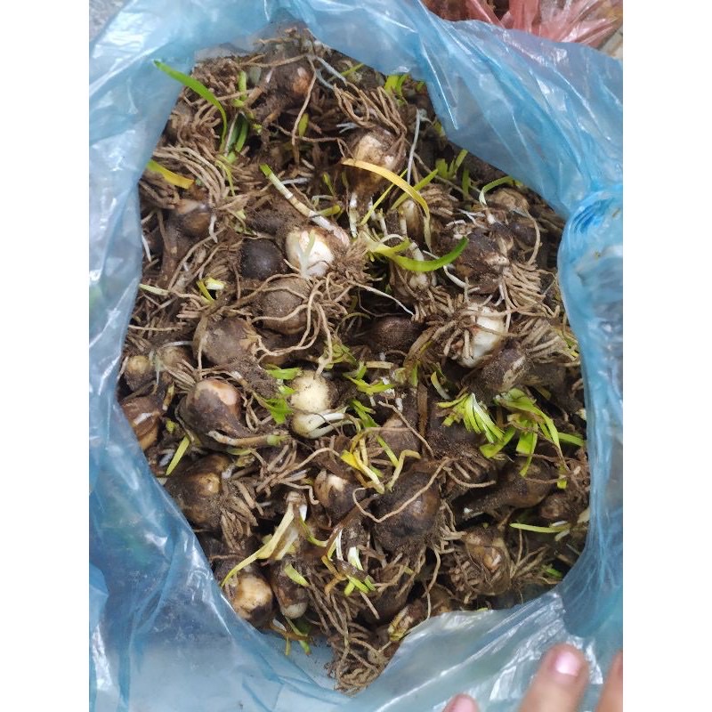 10 củ huệ mưa