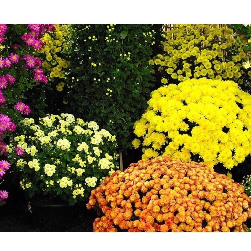 Hạt giống cúc mâm sôi hoa Tết