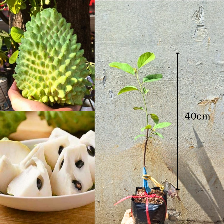 02 Cây giống Na Sầu Riêng