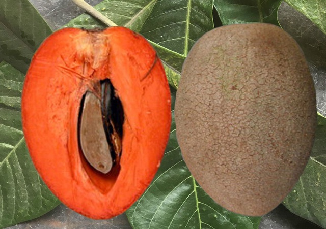 Cây hồng xiêm ruột đỏ khổng lồ