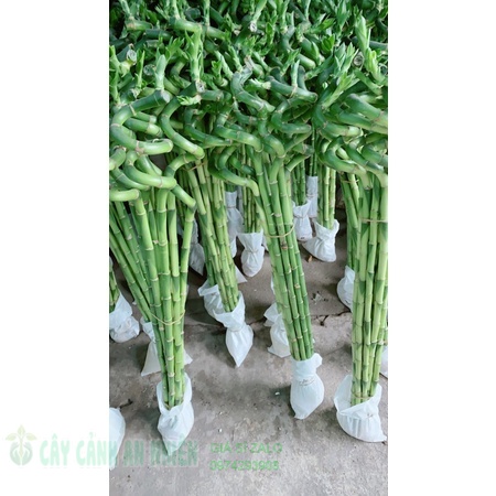 Phát tài xoắn 10 cây