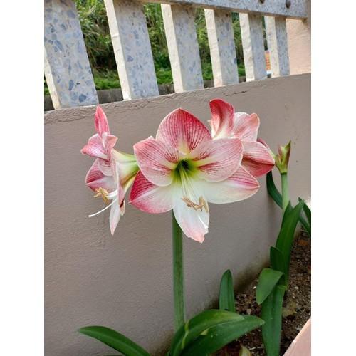 Củ giống hoa lan huệ hồng đào - 1 củ