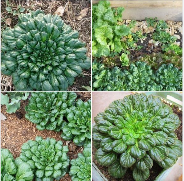 Hạt giống rau cải bẹ xanh hoa hồng dễ trồng Nhật Bản ( 1gram/gói 400 hạt )