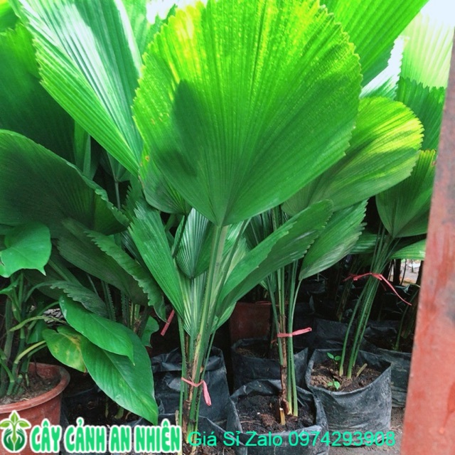 Cây cọ nhật