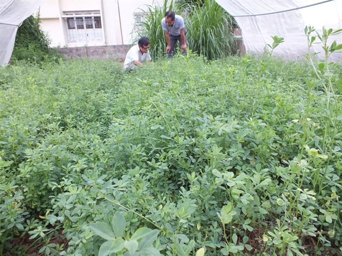 HẠT GIỐNG CỎ ALFALFA - 100gr
