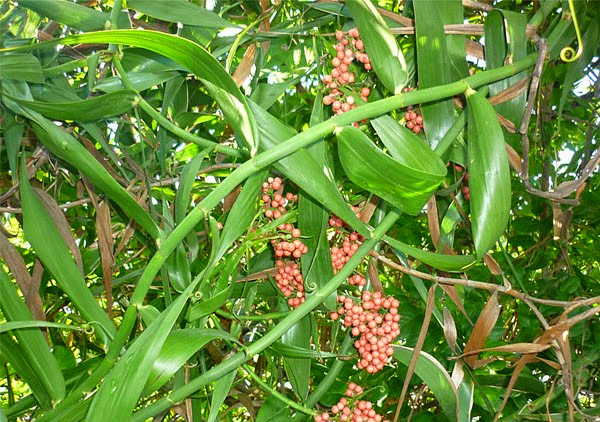 CÂY GIỐNG MÂY RỪNG,THU DÂY, BÁN QUẢ SIÊU KINH TẾ