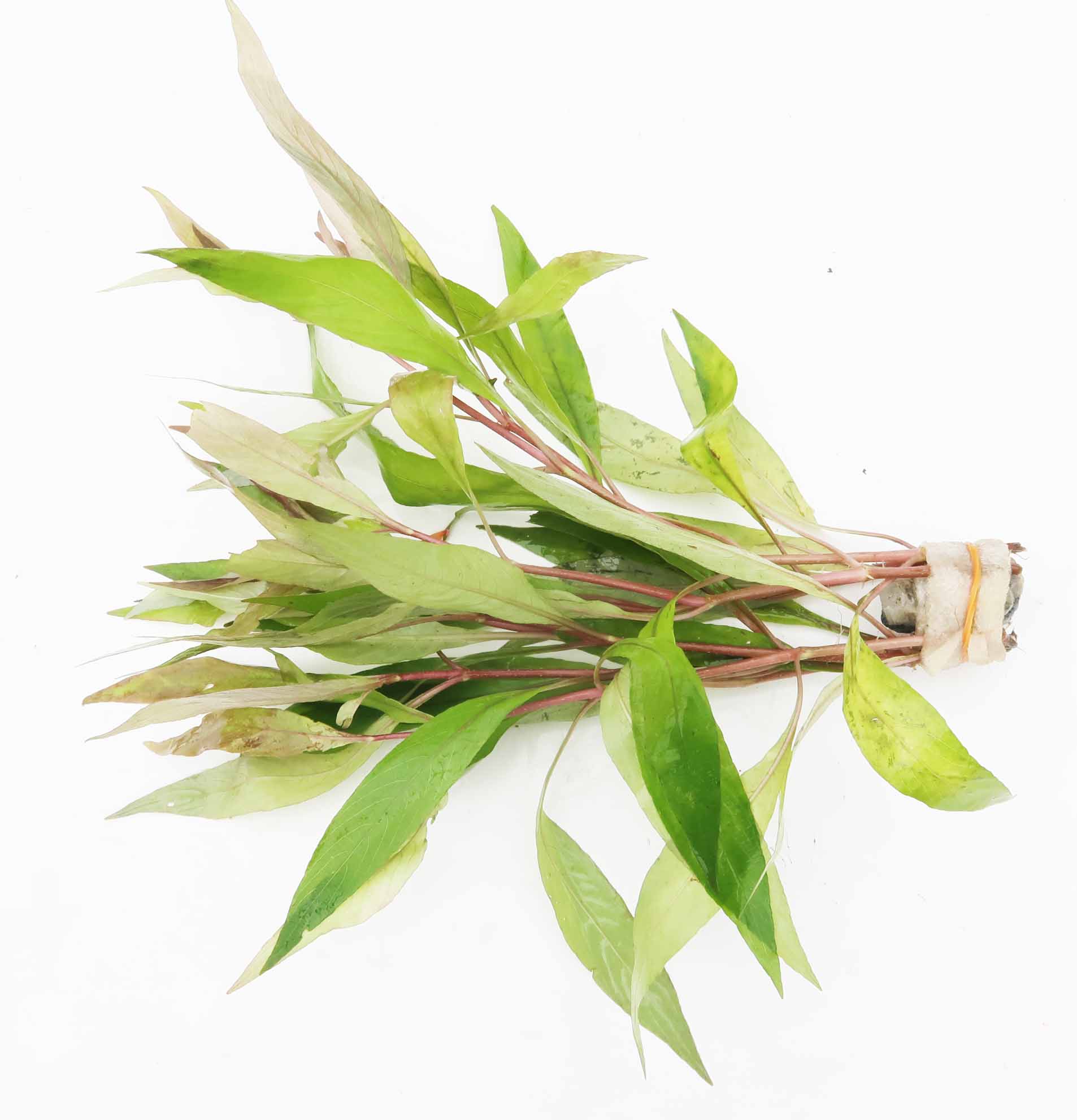 Aquarium Plants (5 Plants)