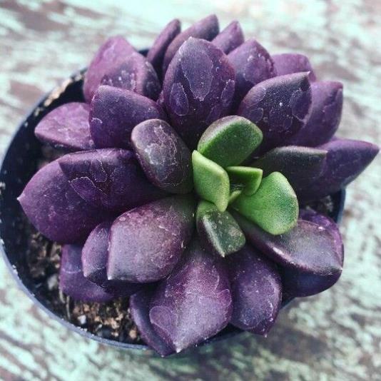 100 hạt giống sen đá kim cương