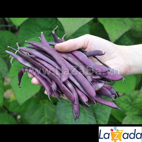 3Gr Hạt Giống Đậu Cove Leo Tím Royal (A1.202| C32*W23*M154)