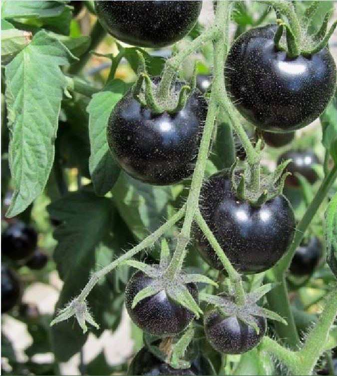 American Black Tomato Seeds 10 Seeds/Pack (Free Stimulation Package to Support Seed Germination)