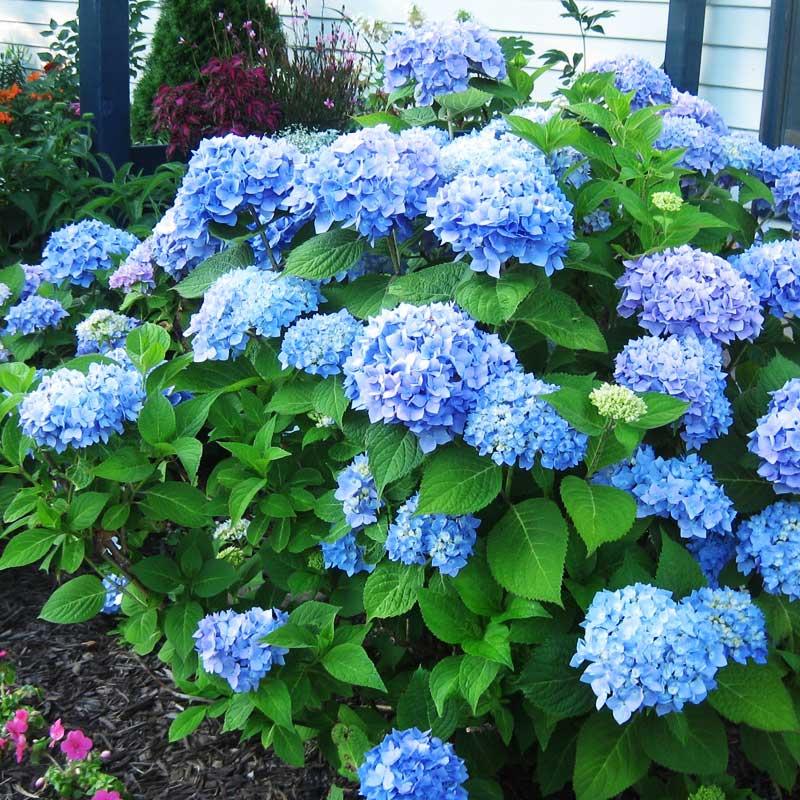 Mixed Color Hydrangea seeds