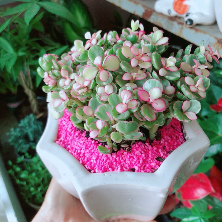 [HCM]Chậu Cây Cành Vàng Lá Ngọc
