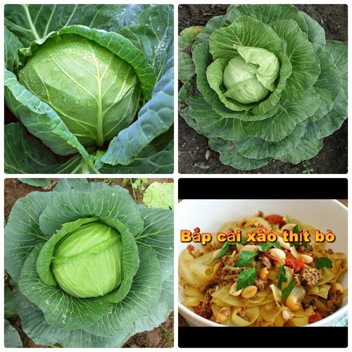 Hạt giống cải bắp baby F1 - 1 gói 30 hạt