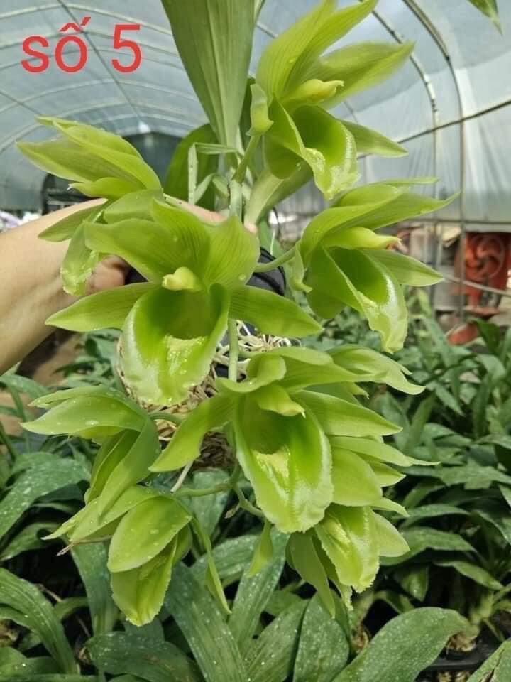 Hoa Lan thiên Nga đột biến(1 củ hình cuối) qq