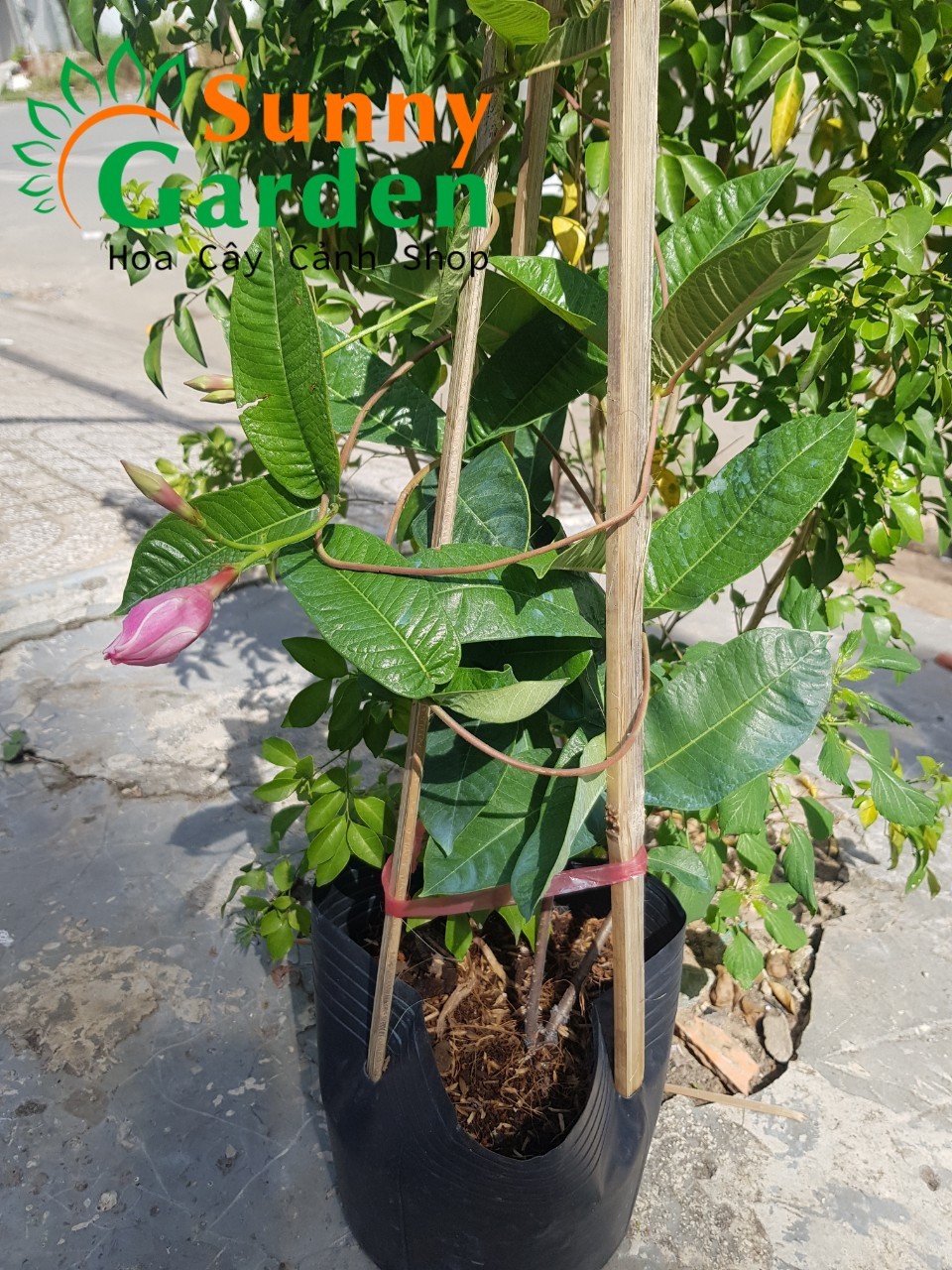 Chậu hồng anh leo cánh kép - cây cảnh dễ trồng, dễ chăm sóc - cây dây leo