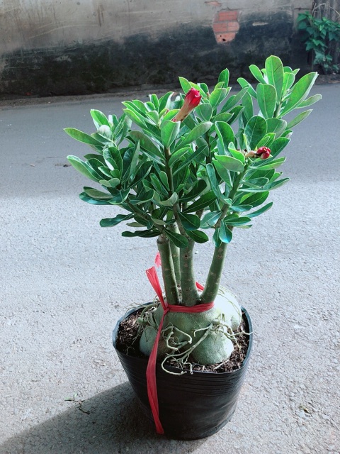 Cây Sứ Thái Hoa Kép Gốc To