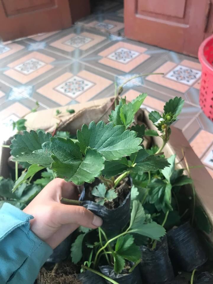 Cây giống dâu tây