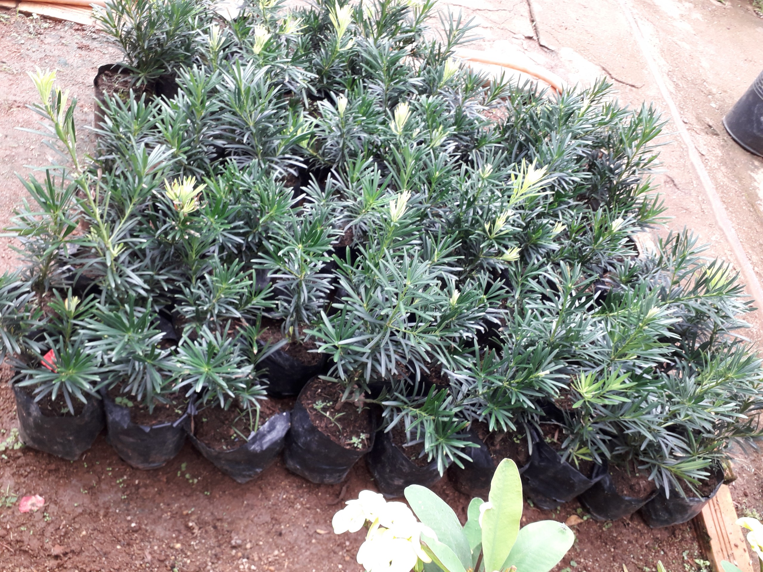 Cây giống tùng la hán