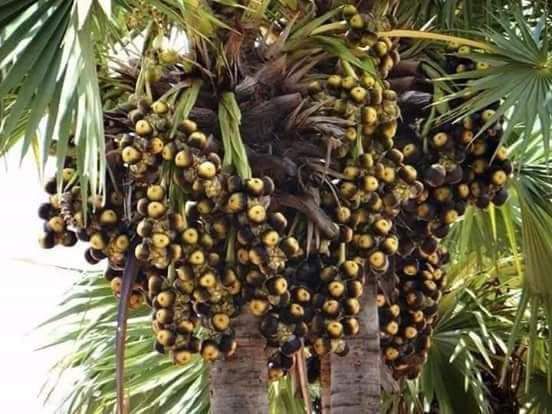 Cây Thốt Nốt .. 8 tháng cây cho trái