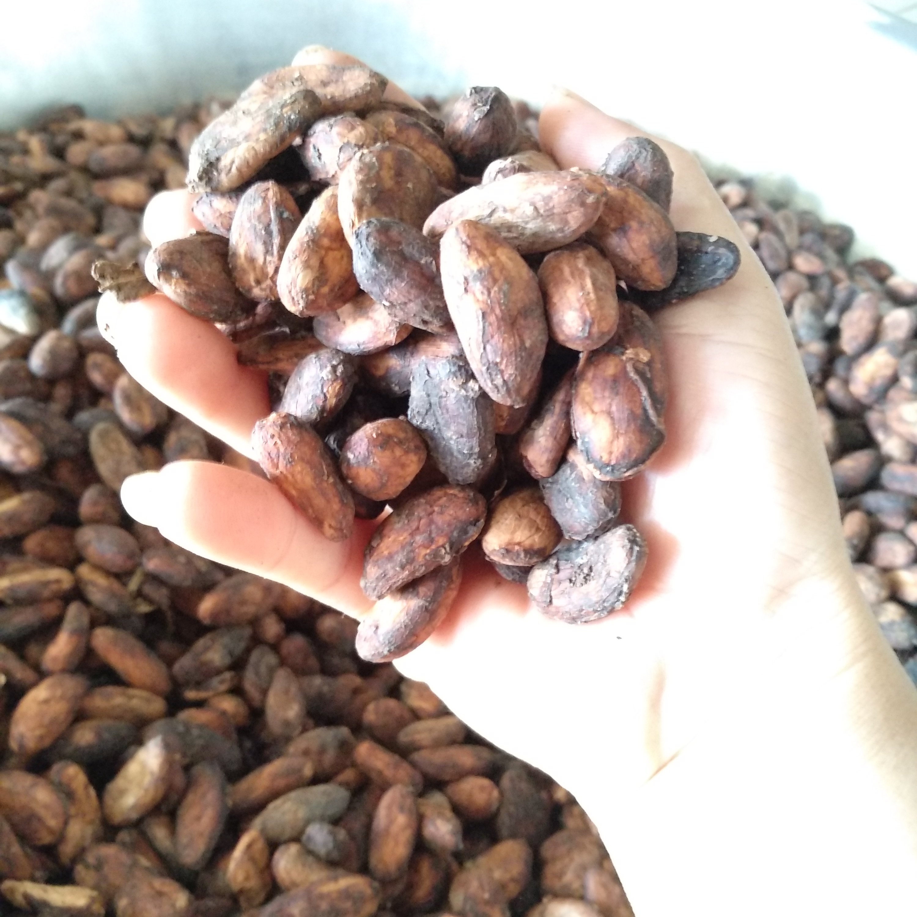 500 gr Bột cacao thơm ngon Nam Trường Sơn