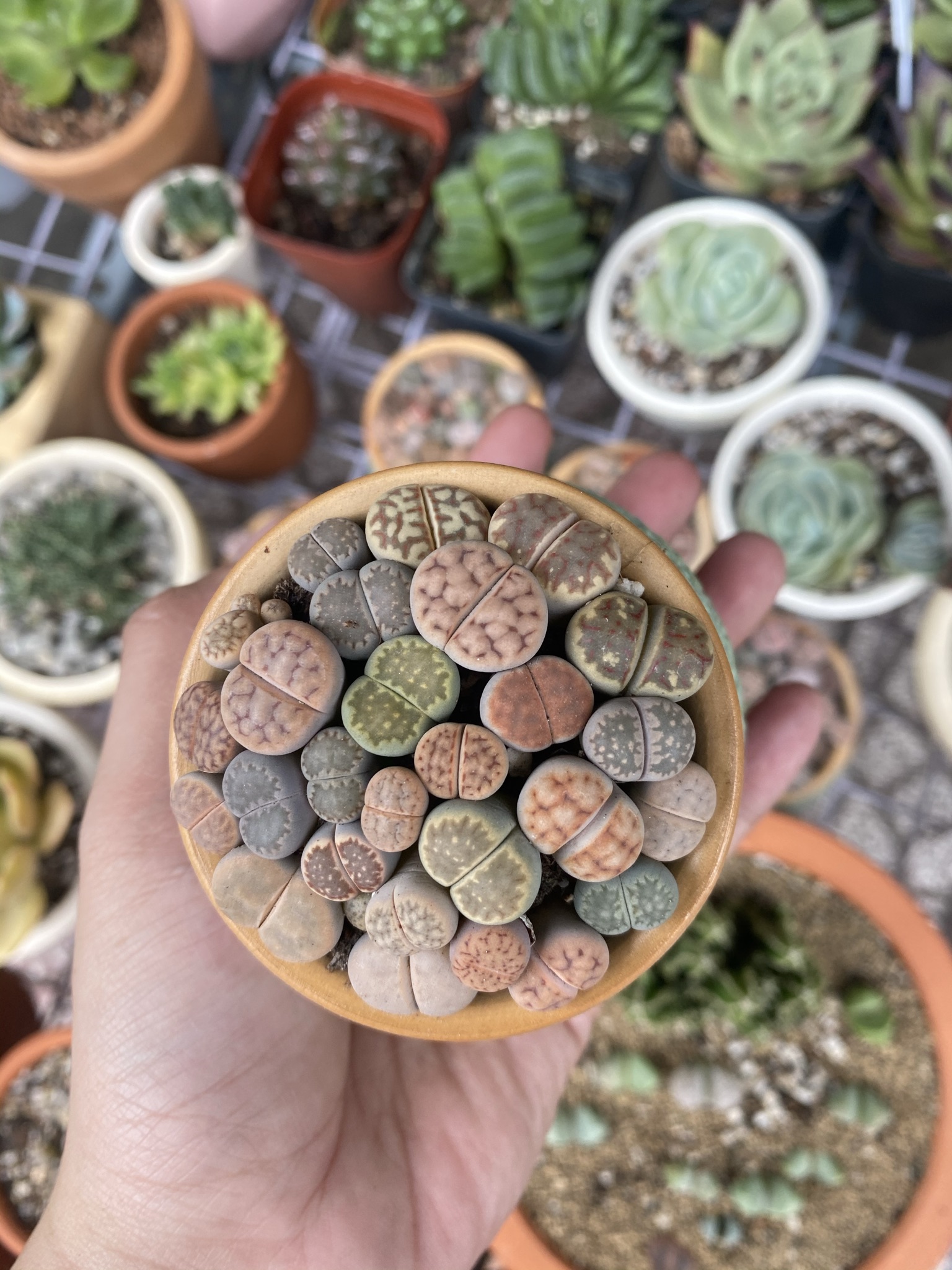 CHẬU SỨ SEN MÔNG - LITHOPS ĐỦ MÀU
