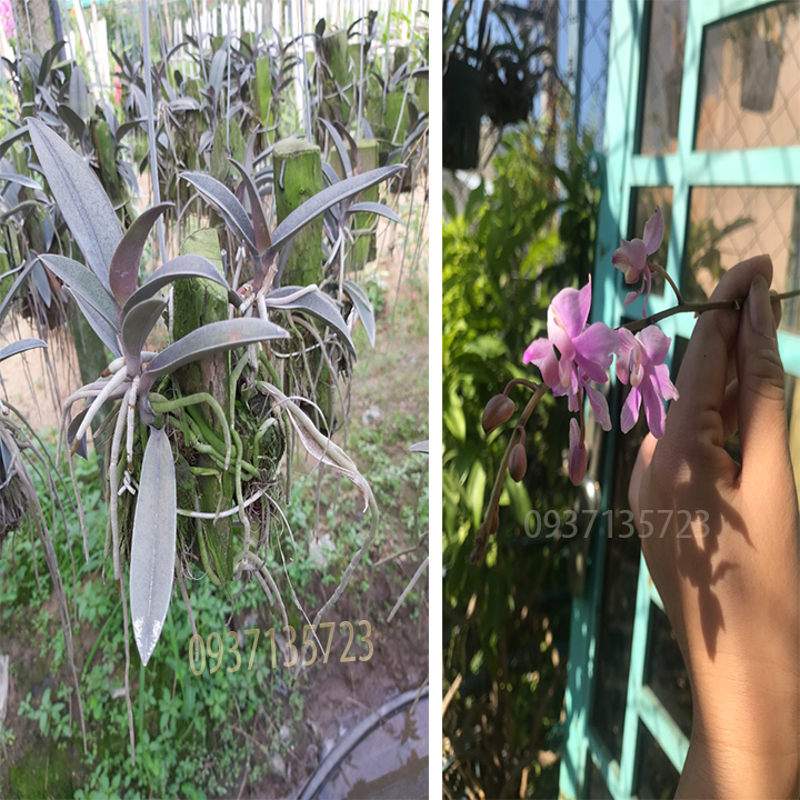 [HCM]cây lan tiểu hồ điệp màu tím
