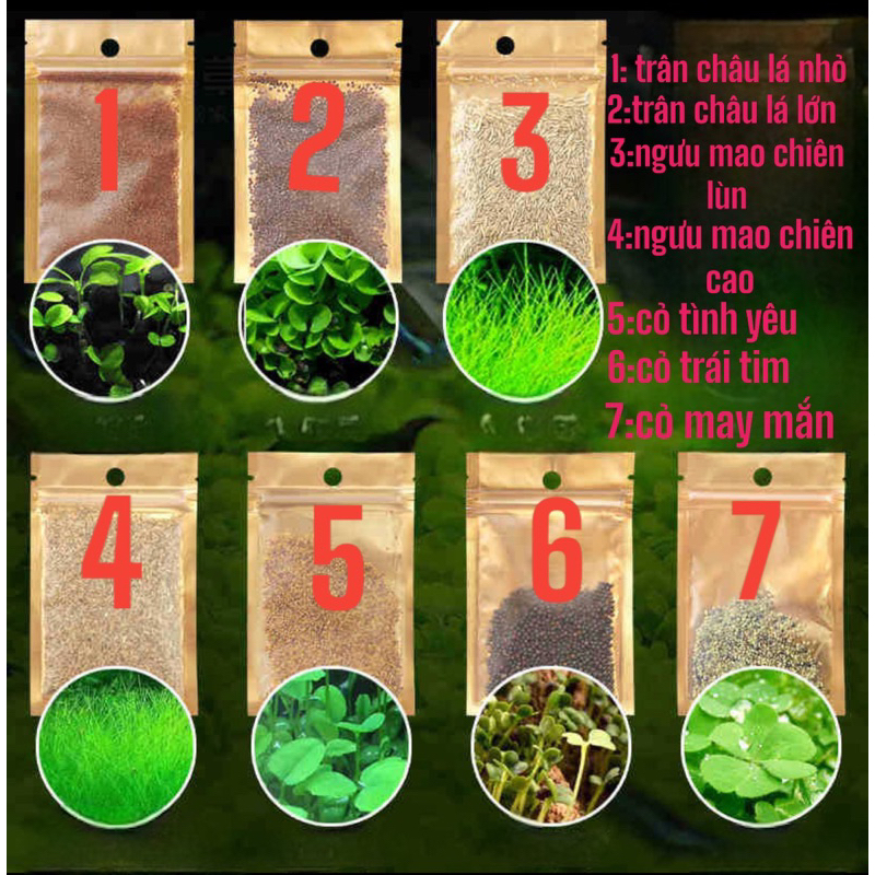 Hạt giống cỏ thuỷ sinh