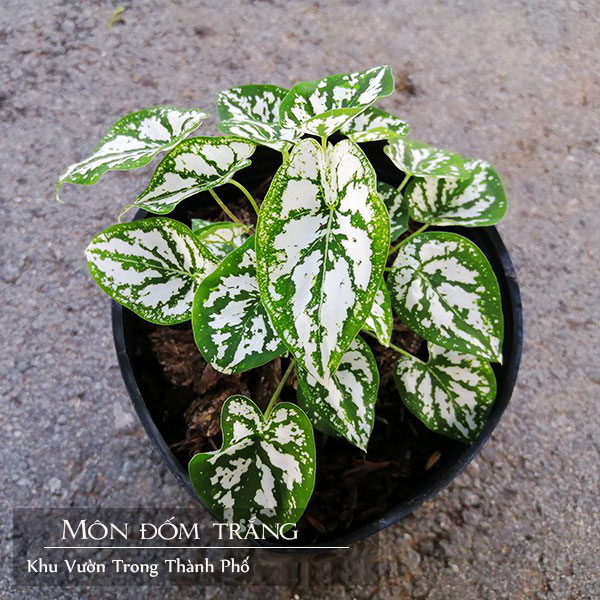 Combo 4 cây môn ( môn đốm đỏ + môn đốm trắng + môn vàng cam thái + môn quan âm ) - caykiengsadec