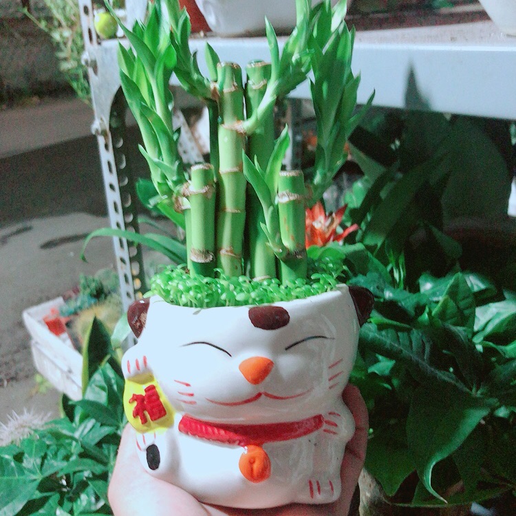 Chậu trúc phát tài mèo may mắn